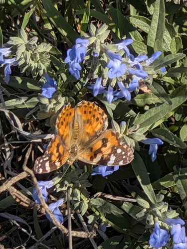 Painted Lady