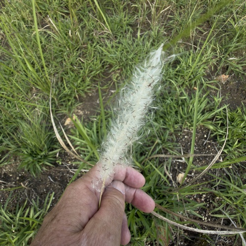 Cogon Grass