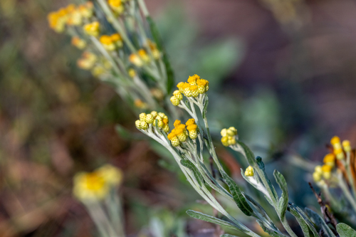 Dwarf Everlasting