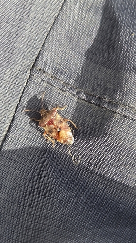 Edge-striped Shield Bug