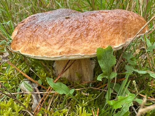King Bolete