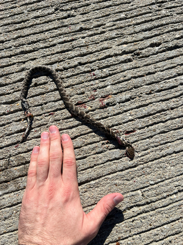 Western Foxsnake