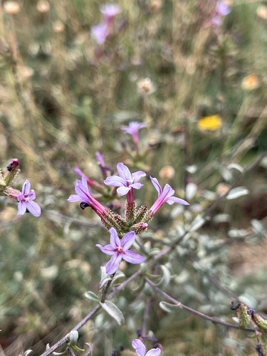 common leadwort