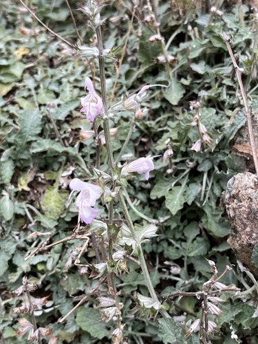 Dandelionleaf Sage