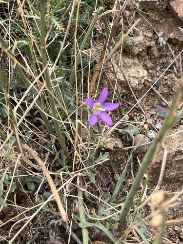 Campanula filicaulis