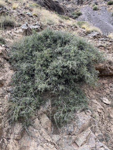 Mediterranean buckthorn