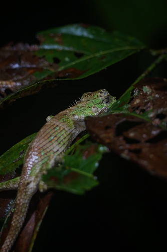 Whistling Lizard