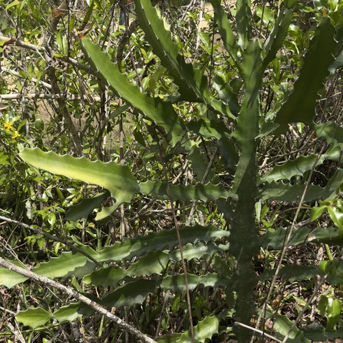 antique spurge