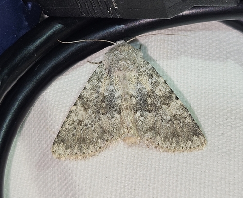Polymixis dubia