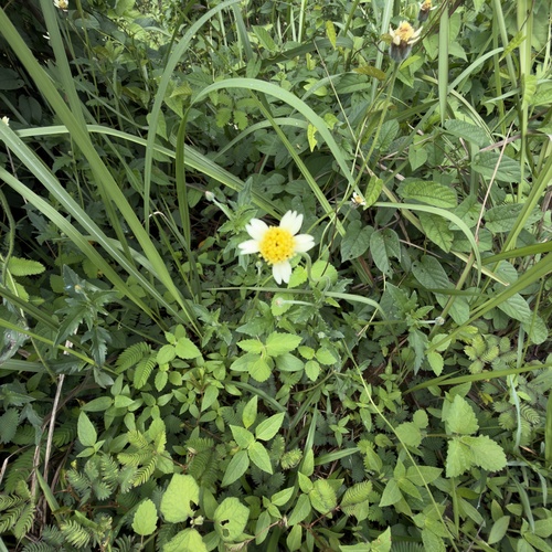 Tridax Daisy