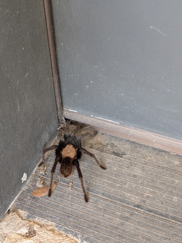 Texas Brown Tarantula