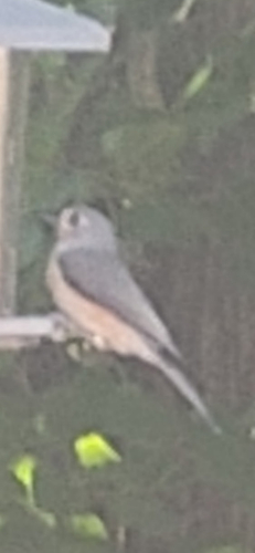 Tufted Titmouse