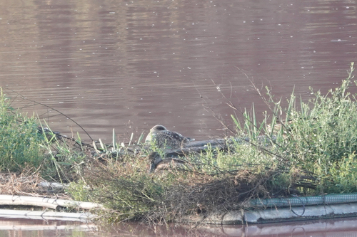 Marbled Duck