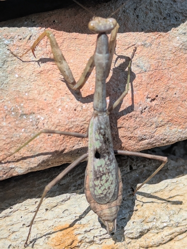 Carolina Mantis