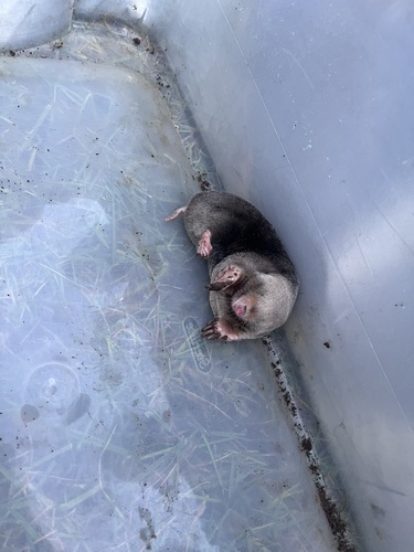 Eastern Mole observed by courtney_hutchens