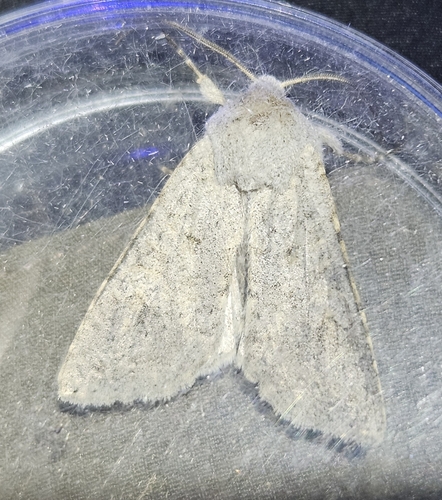 Ammoconia senex