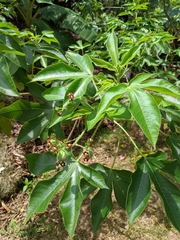 Jatropha gossypiifolia image