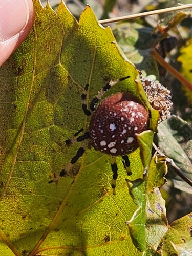 Shamrock Orbweaver