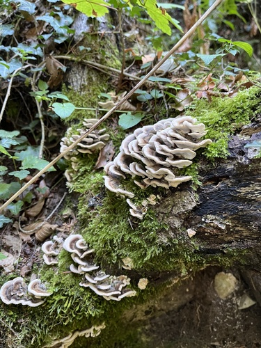 turkey-tail