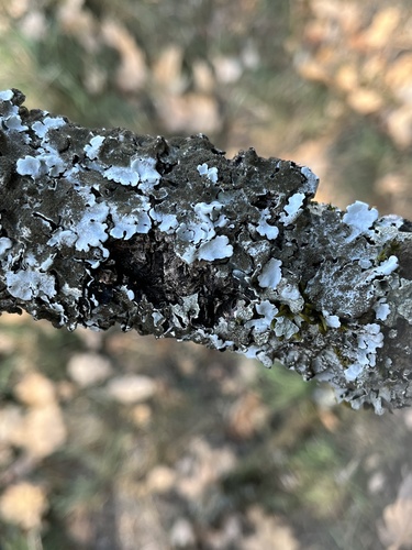 Linden shield lichen