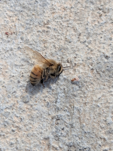 Western Honey Bee