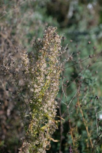 horseweed
