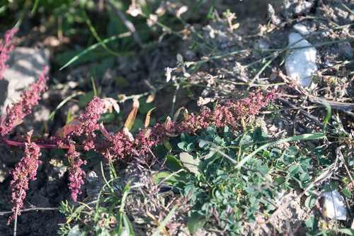 Many-seeded Goosefoot