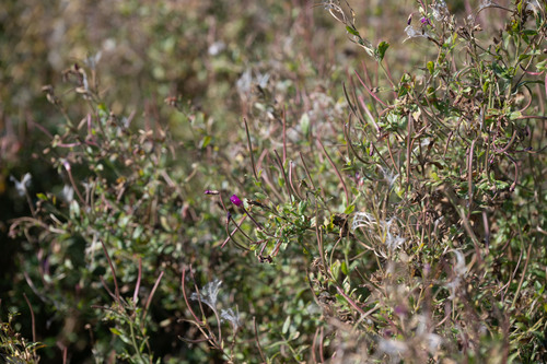 Great Willowherb
