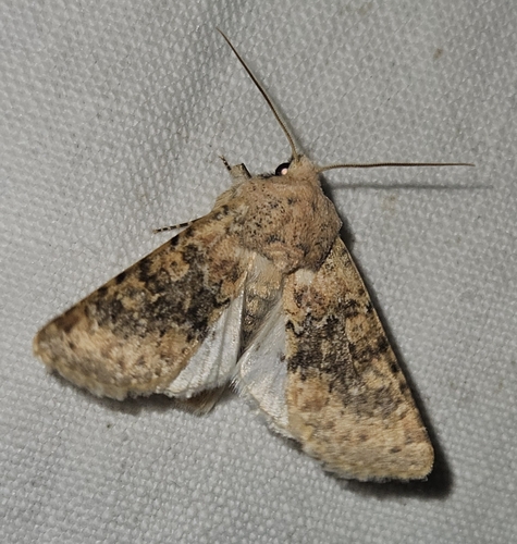 Polymixis argillaceago