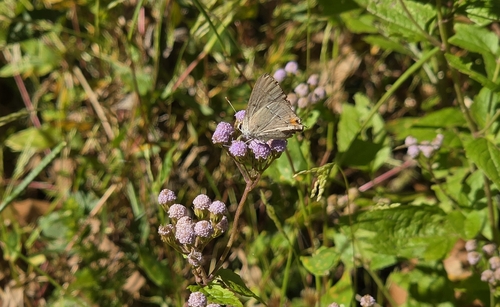 Gray Hairstreak