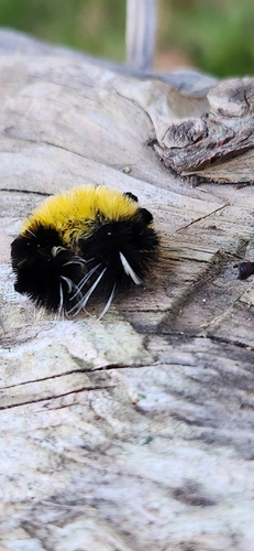 Spotted Tussock Moth