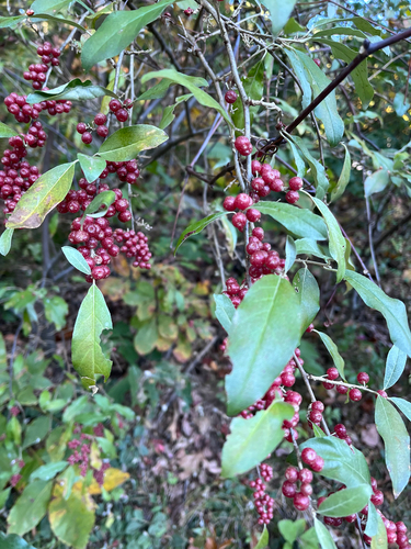 autumn olive
