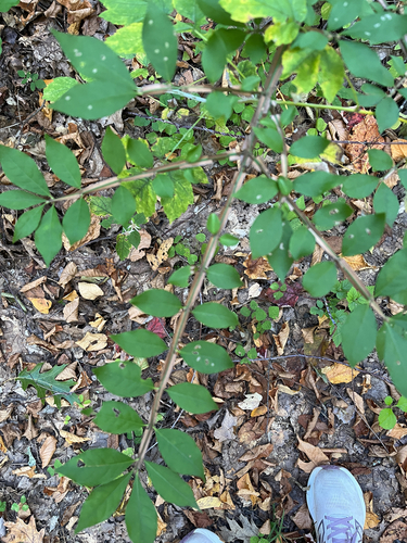 winged euonymus