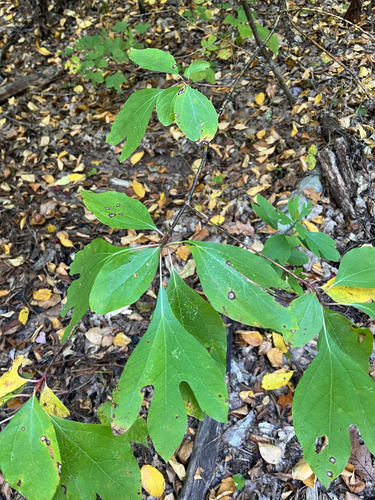 sassafras