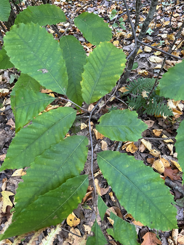 American chestnut