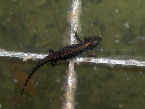 Alpine Newt