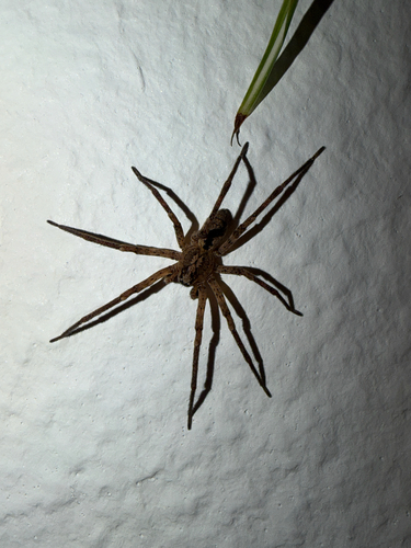 Mediterranean Spiny False Wolf Spider