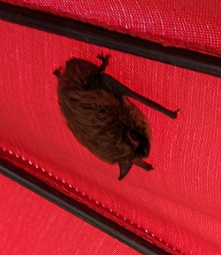 Little Brown Bat observed by susan_hannon