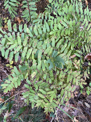 American Royal Fern