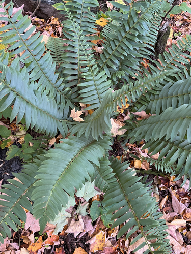 Christmas fern