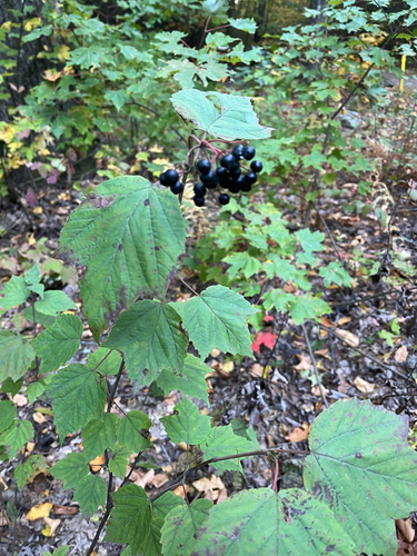 mapleleaf viburnum