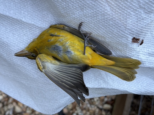 Summer Tanager