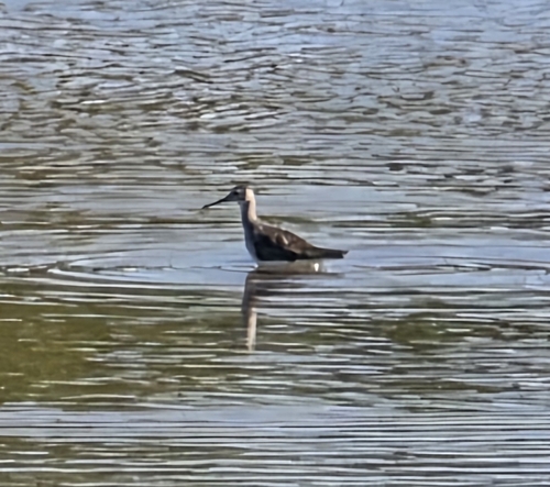 Greater Yellowlegs