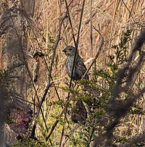 Indigo Bunting