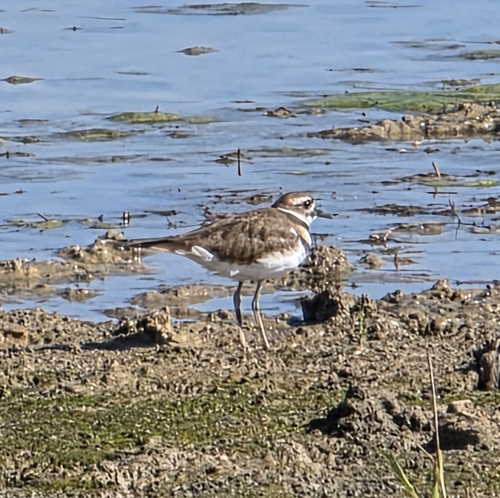 Killdeer