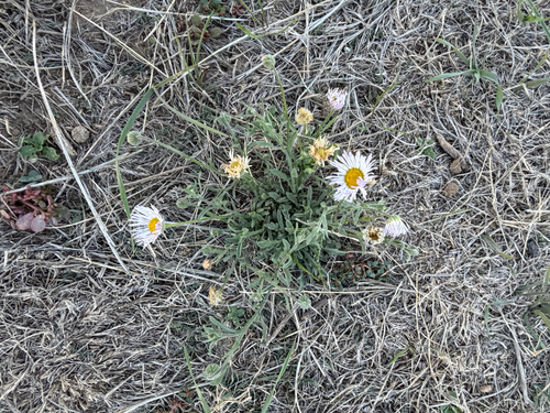 running fleabane