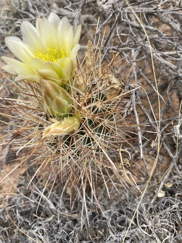 Smallflower Fishhook Cactus