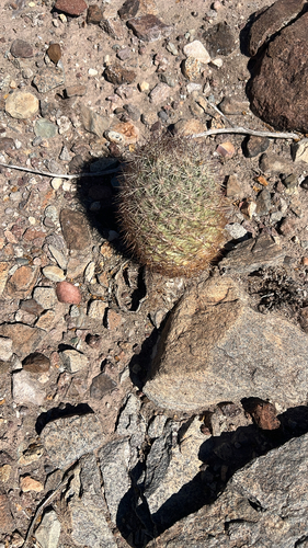 Warnock's Cactus