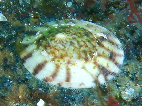 Tortoiseshell Limpet
