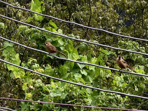 White-browed Laughingthrush